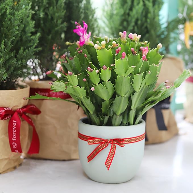Christmas Cactus Thanksgiving Cactus (4 inch + Minimalist Pot) - Red/Pink/White Zygocactus - Holiday Decorating with Cacti and Succulents - Christmas Gift Ideas 2025