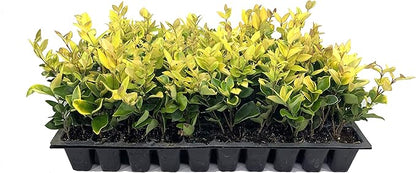 Ligustrum Japonicum Howardi - 20 Live Plants - Privet Howardii - Variegated Evergreen Shrub
