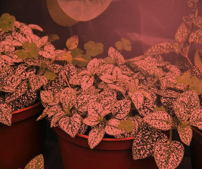 Miracle LED 604586 Ultra Grow Red Spectrum LED Grow Light Replaces 150W