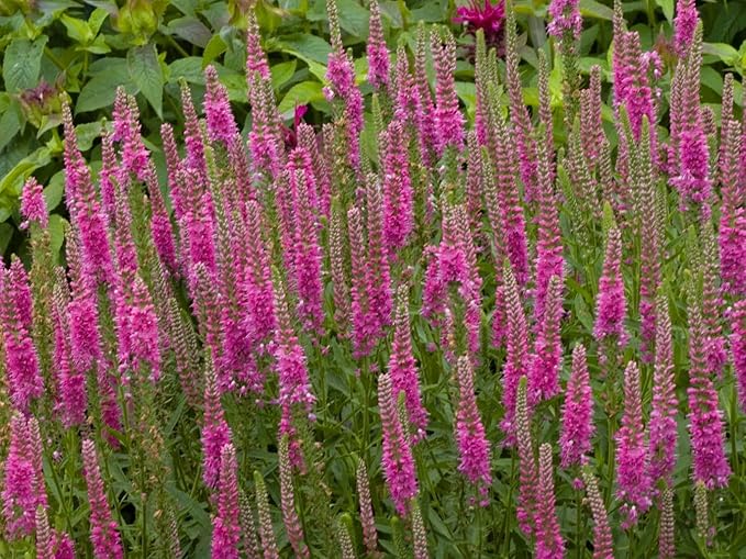 Greenwood Nursery: Live Perennial Plants - 'Red Fox' Spiked Speedwell + Veronica Spicata - [Qty: 2X Pint Pots] - (Click for Other Available Plants/Quantities)