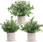 Der Rose 3 Pack Mini Potted Fake Plants Artificial Plastic Eucalyptus Plants Centerpieces for Table Home Office Desk Accessories Farmhouse Room Classroom Decor