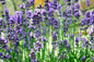 Greenwood Nursery: Live Perennial Plants - Vera Lavender + Lavandula Angustifolia - [Qty: 10x Pint Pots] - (Click for Other Available Plants/Quantities)