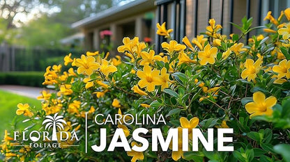 Carolina Jasmine | 3 Large Gallon Size Plants | Gelsemium sempervirens | Evergreen Climbing Vine | Yellow Flowering Landscape Plants