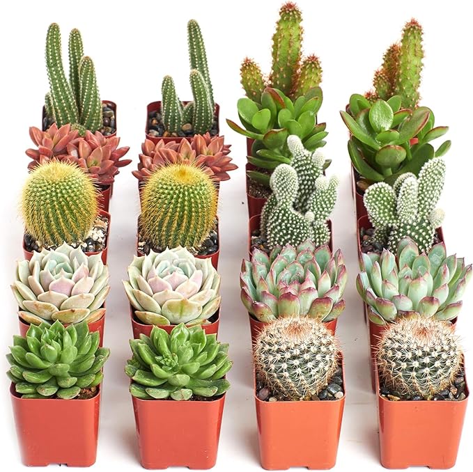 Shop Succulents Premium Live Mini Cactus and Succulent Plants in 2" Pots, Easy Care Indoor or Outdoor Gardening, Terrariums, Favors, & Contemporary Spaces with Hardy, Resilient Varieties, Pack of 20