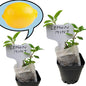 Generic Lemon Mint plants. Live, Fragrant, Fresh, Edible. Easy Grow. Indoor/Outdoor. (2 lemon mint cups)
