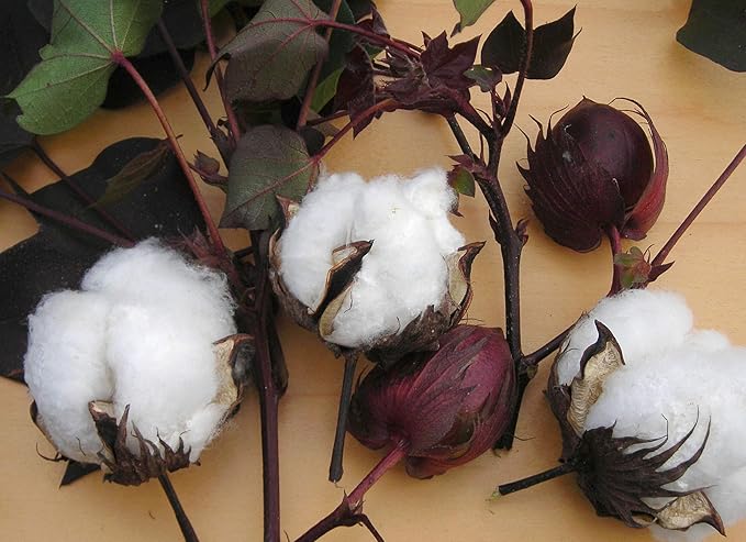 KVITER 25 White Cotton Seeds for Planting (Gossypium hirsutum) – Real Cotton Plant, Cottons Seeds for Growing, Heirloom & Non-GMO Cotton's Plant Seeds for Gardeners – Perfect for Ornamental or Fiber