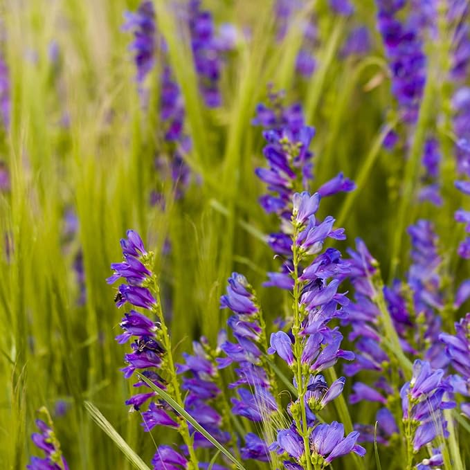 Outsidepride Penstemon Seeds - 1 Lb. Perennial, Drought-Tolerant & Pollinator Friendly, Strictus Rocky Mountain Wildflower Seeds for Planting with Vibrant Blue-Violet Blooms, Ideal for Xeriscaping