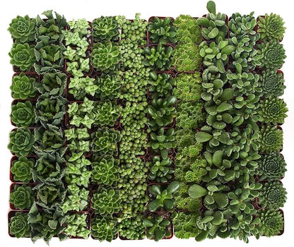 Shop Succulents Verde Succulent Plant Pack Bulk Collection - Live Mini Succulent Plants, Low Maintenance, Mix of Green Succulents & Textures - Wedding and Party Favors, Gift & Garden, Pack of 32