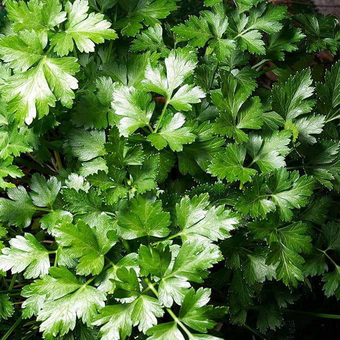 Dark Green Italian Flat-Leaf Parsley Seeds: 1 Lb - Non-GMO, Heirloom Herb Seeds for Herbal Garden & Microgreens