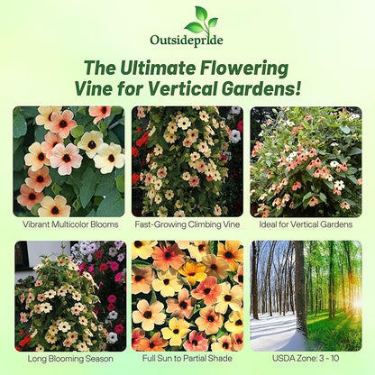 Outsidepride Spanish Eyes Thunbergia Black Eyed Susan Seeds - 20 Pcs Annual, Climbing Vine Flower Seeds for Planting Peachy Gold Blooms for Low Maintenance Gardens, Containers, Trellis & Fences