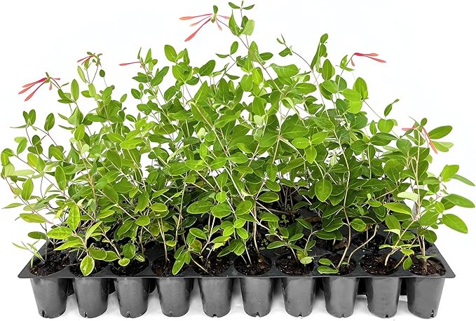 Coral Honeysuckle | 20 Live Plants | Lonicera Sempervirens | Attracts Hummingbirds, Red Trumpet Flowers, Fast Growing Vines, Low Maintenance, Long Blooming Season, Garden Climbing Vine