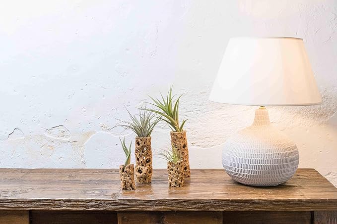 Air Plant Shop 12 Pack 3 Inch Cholla Cactus Holders with Assorted Air Plants- Wholesale and Bulk - Succulents - Live Tillandsia - Easy Care Indoor and Outdoor House Plants
