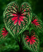 Spicy Lizard Caladium Bulbs for Planting - Great Indoor Plants (10 Bulbs)