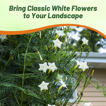 Outsidepride White Cypress Vine Seeds - 100 Pcs Annual Flower Seeds with Nectar-Rich, Star-Shaped Flowers & Feathery, Fern-Like Leaves for Fences, Trellises, Pergolas & Vertical Gardens