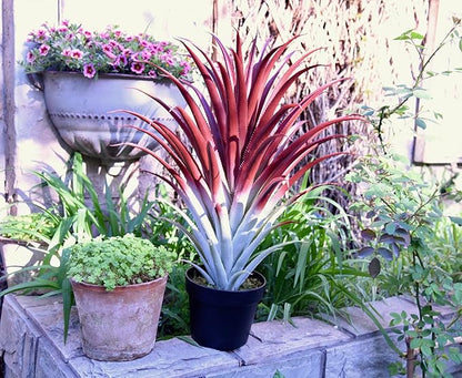 SUNPRAIRIE Hyper Realistic Big Red Artificial Aloe Vera Plant 26 Inches Tall. Large Faux Agave in Matte Black Pot.
