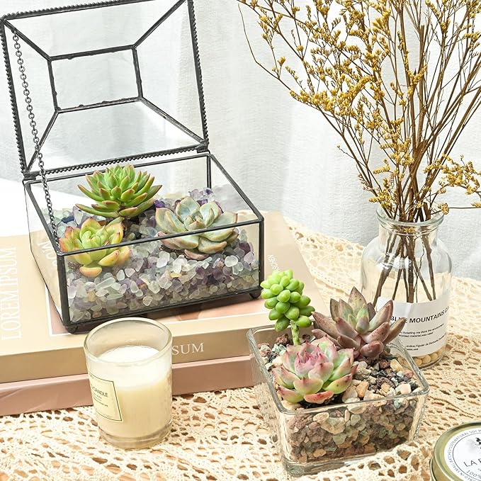 Succulent Plants (6 Pack), Live Succulents Fully Rooted in 2" Pots with Soil, Unique Potted House Plants for DIY, Home Decor, Wedding Party Favor Gift, Easy to Grow (Common Varieties)