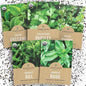 Organic Herb Seeds Variety Pack - 5 Individual Packs - 2025 Season - Basil, Oregano, Dill, Thyme & Parsley. for Indoor & Outdoor Planting (Non-GMO, Certified Organic)