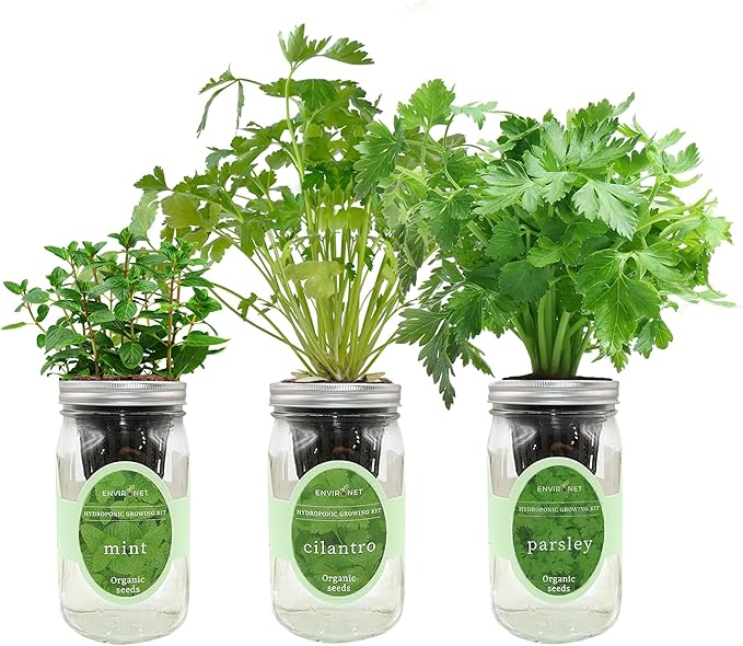 Hydroponic Herb Growing Kit Set, Self-Watering Mason Jar Herb Garden Starter Kit Indoor, Windowsill Herbs Garden, Grow Your Own Herbs from Organic Seeds (Mint, Cilantro and Parsley)