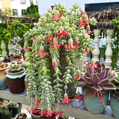 4" Cotyledon Pendens, Live Succulent Fully Rooted in Pots with Soil Mix, Rare House Plant for Home Office Wedding Indoor Outdoor Decoration, DIY Projects, Party Favor