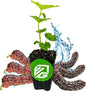 Pakistan Mulberry Live Tree - Morus Nigra Starter Plant - Wellspring Gardens - Dwarf Fruit Tree Ideal for Patio, Bonsai & Landscaping - Produce Fresh Berries -Companion to Elderberry Blueberry & Lilac
