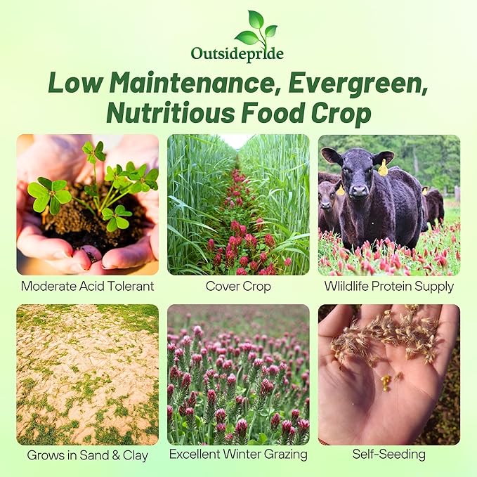 Outsidepride Crimson Clover Seeds - 5 lbs. Annual, Nitrocoated, & Inoculated Ground Cover Seeds, Ideal Clover Seed for Lawn, Cover Crop, Pasture, Hay, Green Manure & Wildlife Forage