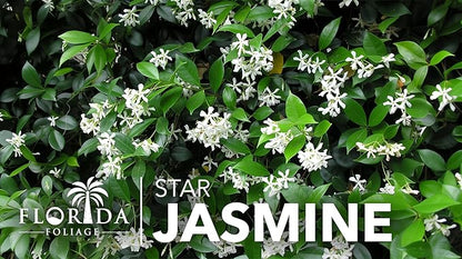 Star Jasmine | 40 Live Plants | Trachelospermum Jasminoides | Fragrant Blooming Evergreen Vine, Low Maintenance, Climbing, White Flowers, Attracts Pollinators, Drought Tolerant