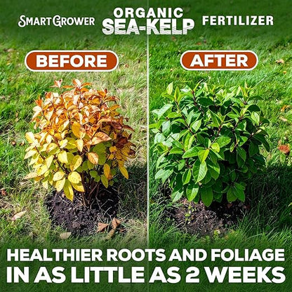 Organic Sea Kelp Fertilizer for Plants – Water-Soluble – Makes 50 Gallons – Kelp Meal Concentrate Plant Food – for Indoor Gardens, Hydroponics, Vegetables, Houseplants - Smart Grower - 2oz Bag