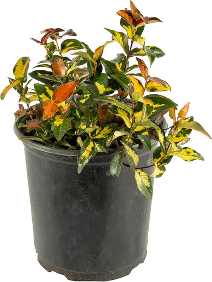 American Plant Exchange Summer Sunset Jasmine – 6-Inch with Pot – Live Fragrant Flowering Vine, Easy Care Plant for Home, Garden, Patio, or Balcony Decor