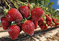 20 Ruby Charm Strawberry Plants - Fruit Very Firm, Sweet, High Yields (20 Plants)
