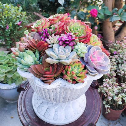 Sprout N Green 10 Assorted Succulents with Root, 10 Different Varieties Live Plants Collection, Without Plant Pot, Great for Gardener Beginner, DIY Projects, Wedding Party Favor