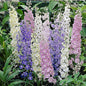 Larkspur Standard Seeds - Mixed Colors - 1800+ Seeds