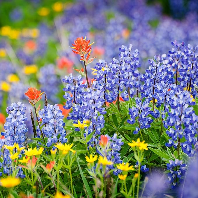 Created By Nature Idaho Wildflower Seed Mix, 14 Flower Varieties, 53,000 Seeds