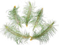 ragnaroc Air Plants - Colombian Tillandsia Funckiana, Large 5" - 5ct - Live Arrival Guaranteed - House Plants for Home Decor & Gift