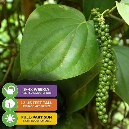 Black Pepper - Piper nigrum - Wellspring Gardens Starter Plant, Live Peppercorn Tree, Herb for Indoor/Outdoor Growing, Dwarf Fruit Plant, Ready for Planting in Gardens, Variety for Cooking and Spices