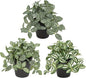 Hollyone Fake Plants 3 Packs Artificial Plants Indoor Faux Plants with Black Plastic Pot Small Fake Potted Plant for Home Aesthetic Living Room Bathroom Desk Shelf Office Decor