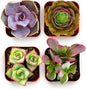 Shop Succulents Colorful Succulent Plant Pack 2" Grow Pot Pack of 4