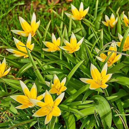 Easy Ground Cover Tulip Tarda -12 Bulbs-Mixed Colors | Red, Yellow, Orange, Pink & White Flowers – Low‑Growing Spring Bloomers for Gardens & Containers–Zones 3–8-Attracts Butterflies & Bees (12 Bulbs)