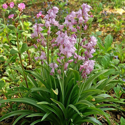 Easy to Grow Spanish Bluebells Pink 10 Plant Bulbs - Pink Fragrant Flowers in Spring, Partial Sun Outdoor Zones 3-8
