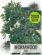 Seed Needs Wormwood Seeds for Planting - Non-GMO, Heirloom & Untreated Perennial Herb - Medicinal Herbs for Digestion & Gut Health (2 Packs)