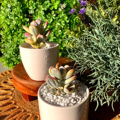 FWPP Live Succulents Plants Cotyledon Orbiculata cv. Variegated 2.5 inches,Rare Succulents Bare Root Without Pot Soil, Live Plants Indoor Office Decoration Wedding and Gift