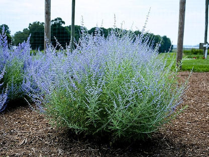Greenwood Nursery: Live Perennial Plants - Russian Sage 'Little Lace' + Perovskia Atriplicifolia - [Qty: 3X Pint Pots] - (Click for Other Available Plants/Quantities)
