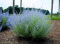 Greenwood Nursery: Live Perennial Plants - Russian Sage 'Little Lace' + Perovskia Atriplicifolia - [Qty: 3X Pint Pots] - (Click for Other Available Plants/Quantities)