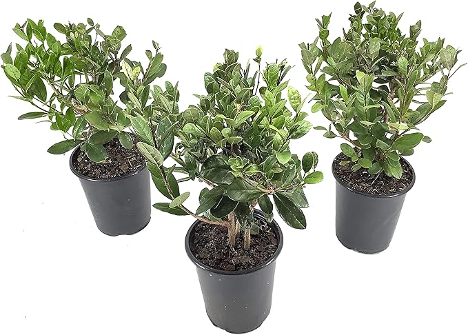 Pineapple Guava Plant - 3 Live 4 Inch Plants - Feijoa Sellowiana - Edible Flowers and Fruit