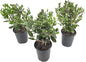 Pineapple Guava Plant - 3 Live 4 Inch Plants - Feijoa Sellowiana - Edible Flowers and Fruit