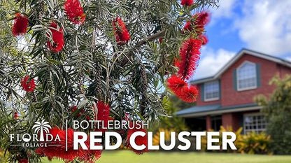 Bottlebrush Red Cluster | 3 Live 4 Inch Plants | Callistemon | Drought Tolerant Shrub, Evergreen Foliage, Vibrant Red Blooms, Low Maintenance Plant, Attracts Hummingbirds, Landscaping