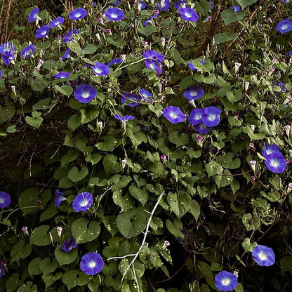Park Seed Morning Glory Vine Flower Plant Seeds, Easy to Grow, Perfect for Spring Garden, Heavenly Blue, Pack of 50