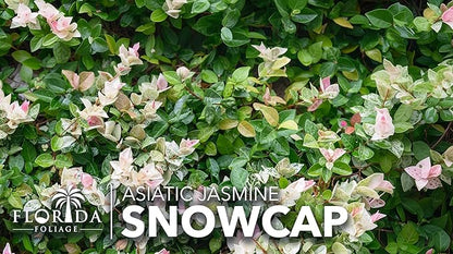 Asiatic Jasmine 'Snowcap' | 1 Large Gallon Size Plant | Trachelospermum Asiaticum Snowcap | Variegated Ground Cover Plants | Drought Tolerant Landscaping Vines