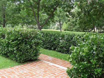 Viburnum Suspensum - 10 Live Plants - Evergreen Privacy Hedge