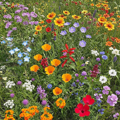 Ferry-Morse Cool Season Mix Bulk Wildflower Seeds, 1lb
