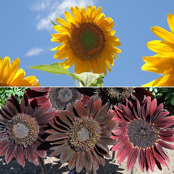 Ferry-Morse Sunsational Sunflower Bulk Flower Seeds, 1lb